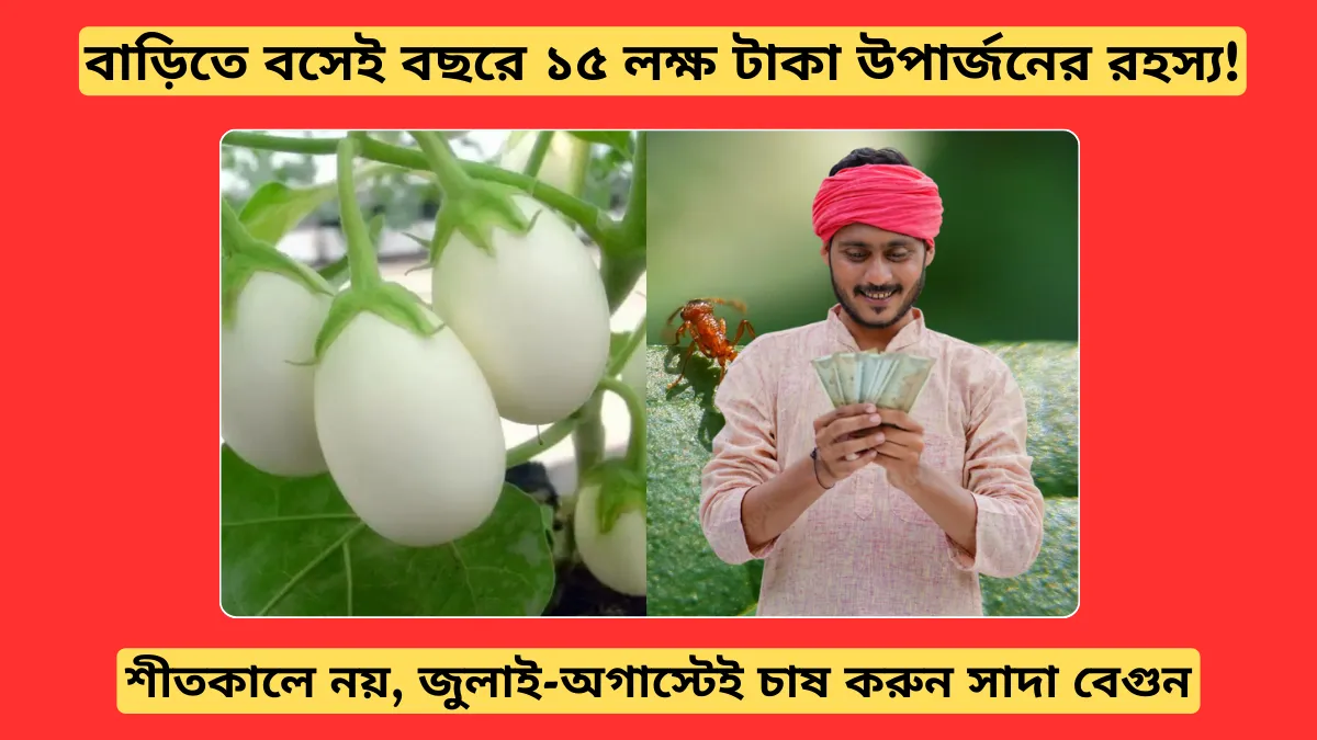 শীতকালে নয়, জুলাই-অগাস্টেই চাষ করুন সাদা বেগুন: বাড়িতে বসেই বছরে ১৫ লক্ষ টাকা উপার্জনের রহস্য!